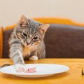 猫がご飯やお水を手でチョイチョイ！する３つの理由
