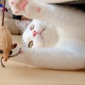 【100均】猫が喜ぶ最強コスパのおもちゃ３つ