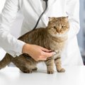 『動物病院が大嫌いな猫』のためにできる4つのこと　健康管理のために…