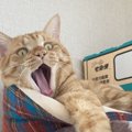 猫が『鳴きながら徘徊』する4つの原因と対処法