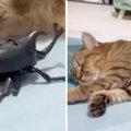 爆睡してる猫の横に『カブトムシのおもちゃ』置いたら…絶妙な反応が面…