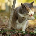 猫用レボリューションの効果や投与する方法、副作用
