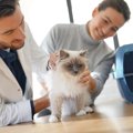 「猫の睾丸(精巣)の病気」停留精巣や精巣腫瘍について解説