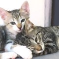 『血のつながりのない保護子猫2匹』の愛情表現…"本当の姉弟"…