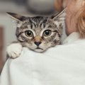 子猫にケージを使う４つの方法と守るべきルール