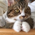 猫の手フェチ？可愛すぎる猫の「ポー」画像特集！