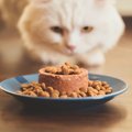 栄養が偏っている猫の特徴と必要な栄養素４つ