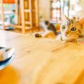 保護猫カフェの利用方法と譲渡について