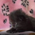 【コラ映画猫】里子のリジーが人気者アウル・キティになるまで（前編）