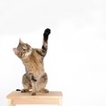 猫が片手を上げてる時の５つの心理