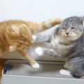 『マタタビを巡ってガチ喧嘩する猫2匹』想像以上に激しい争いの様子に…
