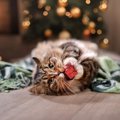 クリスマスに猫が喜ぶ手作りおもちゃ７選