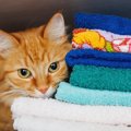 猫にとって柔軟剤が危険な理由と安全な商品5選
