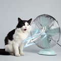 猫が『暑がっている時』に見せる4つのサイン　すぐにできるクーリング…
