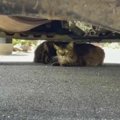 車の下に身を潜める親子猫…保護されおやつを頬張る姿に胸キュン♡