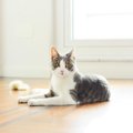 ワンルームで猫と暮らす6つの上手な方法