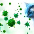 猫の病気『猫伝染性腹膜炎』とは？2つのタイプや原因なども解説
