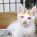 カラスに襲われた子猫…右目の視力を失うも奇跡の回復！