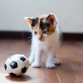 運動音痴な猫と運動が得意な猫の５つの違い