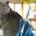 猫が高確率で死ぬ『感染症』5つ！予防する方法はあるの？