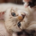 なんか愛猫と『よく目が合うとき』の理由3選　監視されている！？何か…