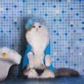 猫をお風呂に入れるタイミングと3つの便利グッズ！