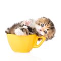 かわいい猫のコップ！おすすめ商品3選