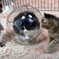 【検証】子猫も液体化するの？　ガラスの鉢を置いてみたら…　かわいす…