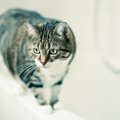 猫がお風呂に付いてくる理由5つ！怖いけど入っちゃうのには深～いワケ…