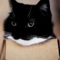 猫は「数年愛用している箱と新しい箱」どっちを選ぶ…？　驚きの結果に…