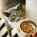 『長生きする猫』の食習慣は何が違うの？知っておきたい3つの秘訣