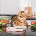 猫のご飯、適正なカロリーとは？計算式や、ごはんの量の測り方など
