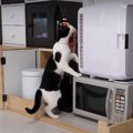 新しい冷蔵庫がやってきた！念入りにチェックする猫ちゃんたち♪