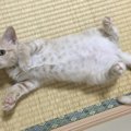 猫の可愛い『萌え仕草』ランキングTOP３！