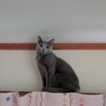 猫がカーテンをよじ登るのはなぜ？５つの理由と対策