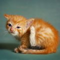 猫にダニがいる時の症状、原因、駆除の方法