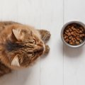 糖尿病の猫に食べさせるフードの選び方