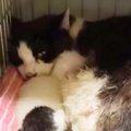 腎不全の余命短い老猫…奇跡のハプニングに感動！