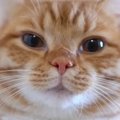 『鼻をヒクヒクさせる猫』が可愛すぎると話題に　絶妙な表情に450万人…
