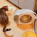 【大惨事】炊飯器をひっくり返した猫への制裁が『愛』に溢れすぎてい…