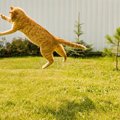 13歳の猫が、縄跳びで「ギネス世界記録」を達成