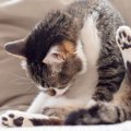 『精神的な負担がかかった猫』に起こりうる4つの病気　ストレスが原因…