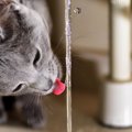 猫が水を飲む前に『掘る』理由３つ