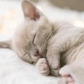 猫の『睡眠時間』が長いのはなぜ？３つの理由を解説