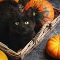 全英『黒猫の日』改めて知っておきたい黒猫の魅力４つ