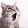 猫が口の中を気にする時に疑うべき病気と治療法