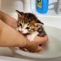 初めてのお風呂にドキドキの子猫ちゃん♡果たしてどうなる！？