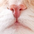 猫の『鼻』ってこんなにもスゴい！人と違う5つの使い方を徹底解説