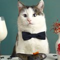 猫を健康長寿に導く『ご飯の与え方』とは？給餌時間や回数・最適な食…