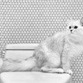 猫が飼い主のトイレについてきちゃうのはなぜ？5つの理由と面白エピソ…